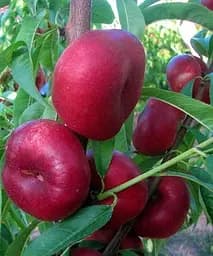 Саджанець Agro-Market Нектарин Донат (Donat) інжирний пірамідальний 1 шт. в упаковці (45669)