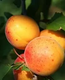 Саджанець Agro-Market Абрикос Ерлі Оранж (літній сорт, ранній термін дозрівання) (21280) 1 шт. в упаковці - мініатюра 4