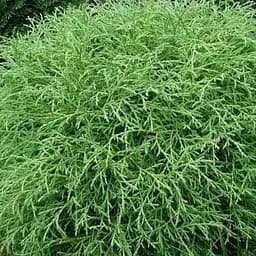 Туя западная Mr. Bowling Ball (вазон Р9, высота 10-20 см) (189682) 1 саженец в упаковке