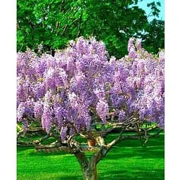 Глициния 3-х летняя японская "Иссаи" (Wisteria chinensis Issai) С2 высота саженца 60-100см (185367) 1 саженец Нидерланды