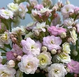 Саженец Agro-Market Каланхоэ Calandiva Mozaic (168114) 1 шт. в упаковке (комнатный)