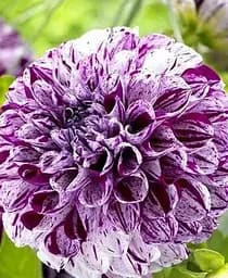 Клубень Agro-Market Георгина Marble Ball 1 шт. в упаковке (183442)