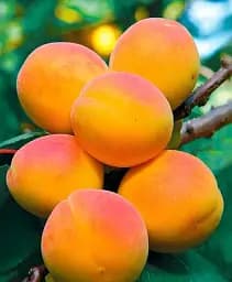 Саджанець Agro-Market Абрикос Мелітопольський ранній (літній сорт, ранній термін дозрівання) 1 шт. в упаковці (46279)