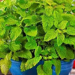 Меліса лікарська "Мілана" (Зіпер) ТМ "Весна" 0.5г (177210)