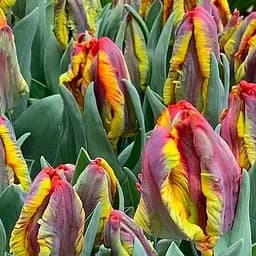 Тюльпан Rasta Parrot (186269) 2 шт