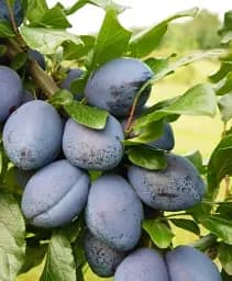 Саджанець Agro-Market Слива Топенд плюс (осінній сорт, пізній термін дозрівання) 1 шт. в упаковці (177322)