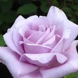 Троянда плетиста Agro-Market блакитна з рожевим відтінком і блискучим листям Кетті Kathy саджанець класу АА+ 1 шт. в упаковці (45982)