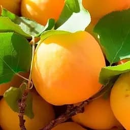 Саджанець Agro-Market Абрикос Голд Рич (літній сорт, середній термін дозрівання) (25774) 1 шт. в упаковці