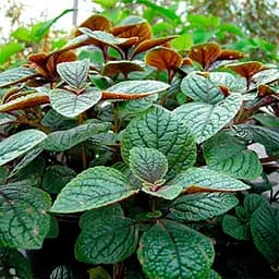 Саджанець Agro-Market Монстера "Deliciosa" (45-60 см) (62525) 1 шт. в упаковці (кімнатний)