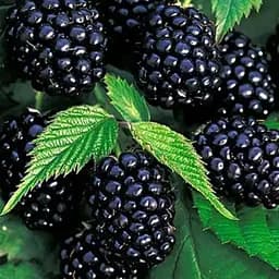 Ежевика среднепоздняя Agro-Market "Агавам" (выносливый и неприхотливый сорт американской селекции) (189674) 1 саженец в упаковке