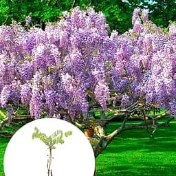 Гліцинія 3-х річна японська "Іссаї" (Wisteria chinensis Issai) С2 висота саджанця 60-100см (185367) 1 саженец Нідерланди - мініатюра 3