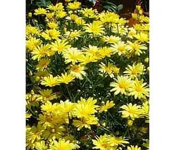 Саджанець Agro-Market Аргірантемум Butterfly (контейнер № 10 висота 15 см) (47989) 1 шт. в упаковці