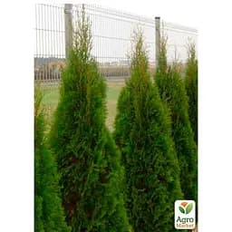 Саджанець Agro-Market Туя західна Smaragd Witbont (контейнер Р9, висота 10-20 см) (25017) - мініатюра 2