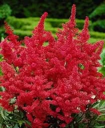 Саженец Agro-Market Астильба Etna 1 шт. (21286)