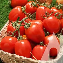 Томат Садиба Новичок 5 г 