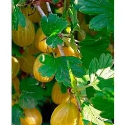 Саджанець Agro-Market Аґрус на штамбі Yellow ball вазон С2 (184312) 1 шт.