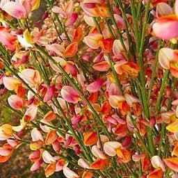 Рокитник Cytisus Praecox Zeelandia (49182) 1 шт. в упаковке