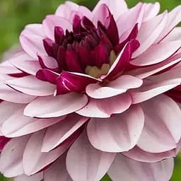 Жоржина "Creme de Cassis" (189895) 1 шт