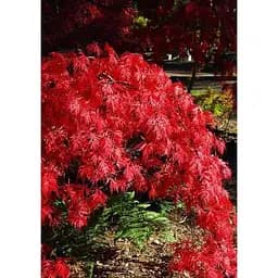 Саджанець Agro-Market Клен на штамбі 3-х річний пальмолистий Orangeola С3 висота 80-100см Нідерланди 1 шт. в упаковці (183892)