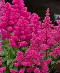 Саженец Agro-Market Астильба Elizabeth Van Veen 1 шт. в упаковке (176745)