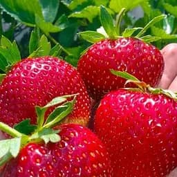 Саджанець Agro-Market Полуниця яскраво-червона Планета (Planet) (преміальний ремонтантний сорт, високоврожайна) 5 шт. в пакуванні (48180)