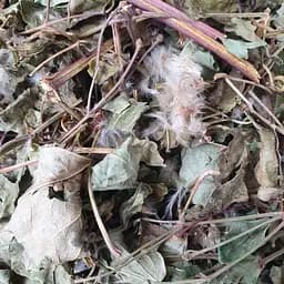 100 г ломонос виноградолистный/клематис/дедушкины кудри трава сушеная - свежий урожай