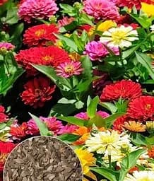 Насіння Весна Цинія Низькоросла суміш, на вагу, ціна за 3 г (32189)