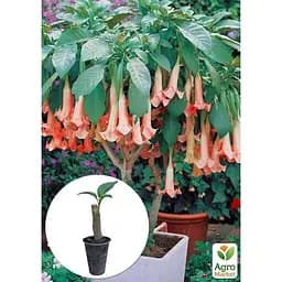 Саджанець Agro-Market Бругмансія деревоподібна Pink (49867) 1 шт. в упаковці - мініатюра 4