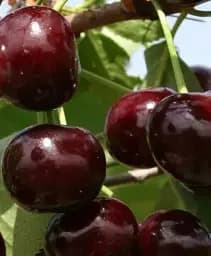 Саджанець Agro-Market Вишня Ксенія (літній сорт, середньостиглий термін дозрівання) 1 шт. в упаковці (25618)