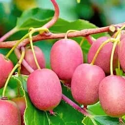 Саджанець Agro-Market Актінідія аргута Кенс Ред (міні-ківі, морозостійкий сорт) 3-х річна вазон С4 висота 85-110 см 1 саджанець (179814)