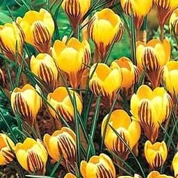 Крокус ботанический "Gipsy Girl" 5 шт (17214)