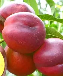 Саджанець Agro-Market Нектарин Харко (лисий персик, літній сорт, середній термін дозрівання) 1 шт. в упаковці (39944)