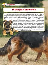 Енциклопедія. Собаки - мініатюра 5