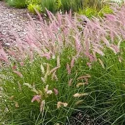 Пеннисетум восточный Agro-Market lamingo С2 (189791) 1 саженец в упаковке