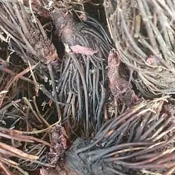 100 г красная щетка/родиола корень сушеный - свежий урожай