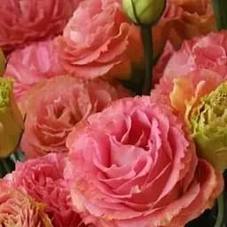 Эустома махровая "Borealis Apricot" укоренена в контейнере Р9 (51988) 1 саженец