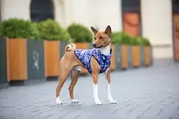 Курточка для собак Waudog Clothes, Рік та Морті 1, M40 - мініатюра 3