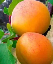 Саджанець Agro-Market Абрикос Робада (літній сорт, ранній термін дозрівання) 1 шт. в упаковці (39862)