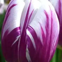 Тюльпан "Flaming Flag" (186304) 2 шт