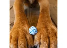 Набір кубиків DOGS Dice Set: Max , 7 шт. (SDOG02) - мініатюра 7