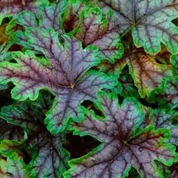 Гейхера (Heuchera) "Tapestry" (48572) 1 саженец