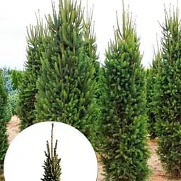 Ель обыкновенная Agro-Market Cupressina ком/сетка высота 150-170 см 185192 1 саженец в упаковке