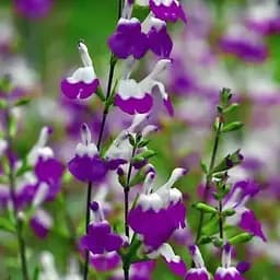 Шавлія Грегга "Amethyst Lips" (188220) 1 саженец