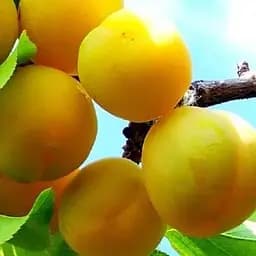 Саджанець Agro-Market Слива Пам'яті Вавілова (осінній сорт, пізній термін дозрівання) (39976) 1 шт. в упаковці