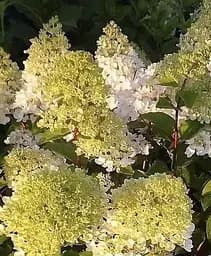 Саджанець Agro-Market Гортензія 3-х річна волотиста Candlelight (101966) 1 шт. в упаковці