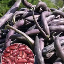 Фасоль "Огненно красная" ТМ "Весна" 15г (22313)