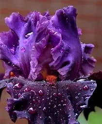 Саженец Agro-Market Ирис бородатый крупноцветковый Saturn 1 шт. в упаковке (181075)