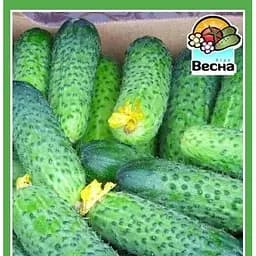 Семена Весна Огурец Самоопыляемый F1 самоопыляемый 0.25 г (18831)