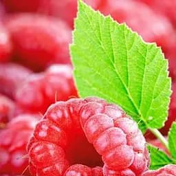 Саджанець Agro-Market Малина темно-червона Луч (Ray) преміальний стійкий до захворювань сорт, середнього терміну дозрівання) 2шт 2 шт. в пакуванні (51172)