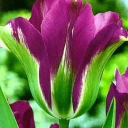 Тюльпан "Violet Bird" 3 шт (17040)